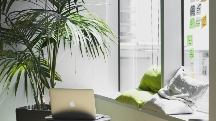 Plants in the Office: Benefits for Well-Being and Productivity