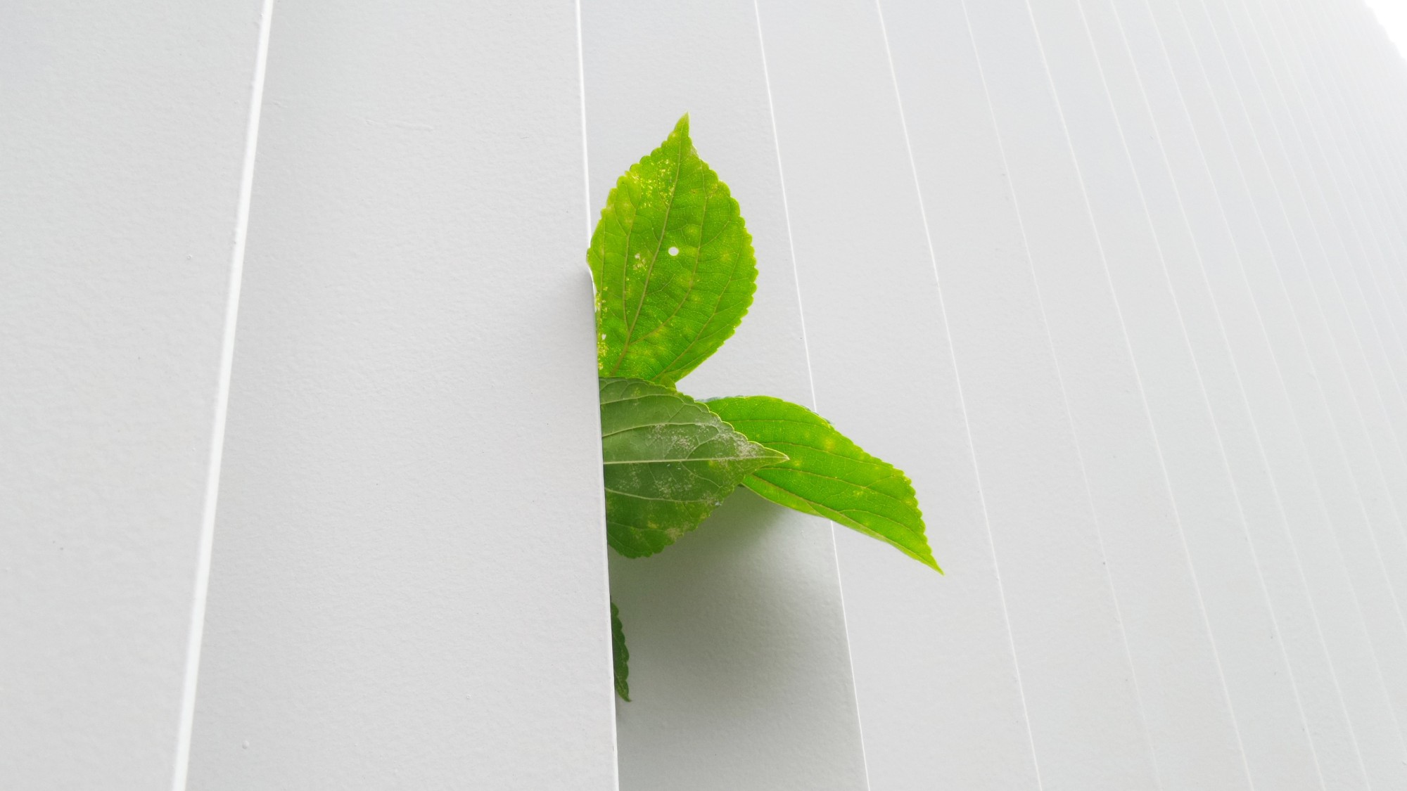 L’impact écologique du web en quelques chiffres (2024)