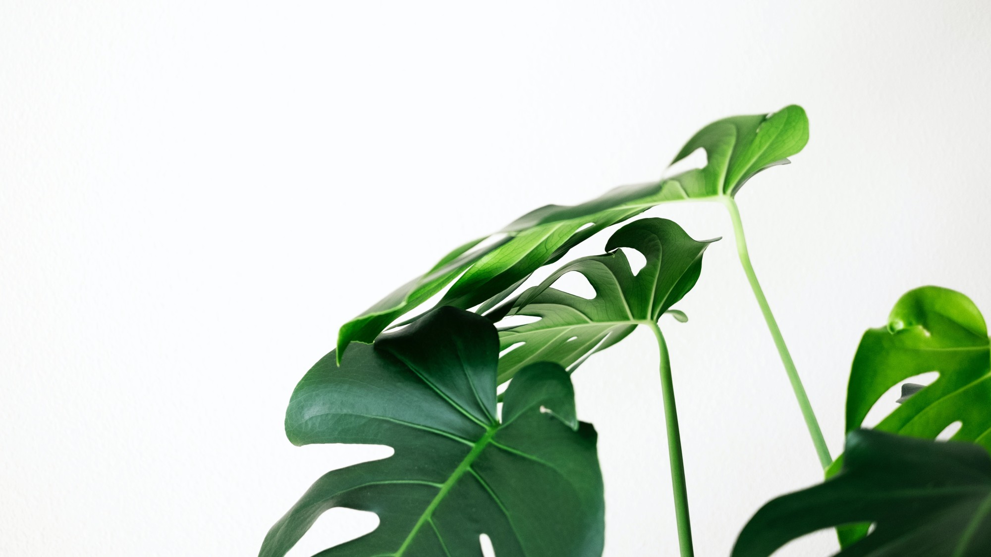8 ways to make your company more eco-friendly